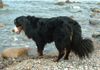 Berner Sennenhund Foto: Anka - am Ostseestrand (ID 11579) Berner Sennenhund Hund