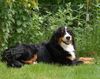Berner Sennenhund Foto: Anka auf ihrem Rasen (ID 8294) Berner Sennenhund Hund