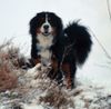 Berner Sennenhund Foto: Anka auf Schneehügel (ID 8283) Berner Sennenhund Hund