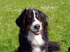 Berner Sennenhund Foto: Anka genießt den Urlaub (ID 21859) Berner Sennenhund Hund