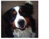 Berner Sennenhund Foto: Aron vom Pleißenbach (ID 3271) Berner Sennenhund Hund