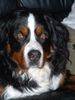 Berner Sennenhund Foto: Unser Bester (ID 33676) Berner Sennenhund Hund
