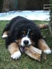 Berner Sennenhund Foto: Caramba (ID 42104) Berner Sennenhund Hund