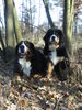 Berner Sennenhund Foto: Anika und Caramba (ID 42105) Berner Sennenhund Hund