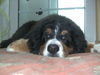 Berner Sennenhund Foto: Ich bin am dösen! (ID 42106) Berner Sennenhund Hund