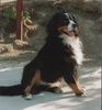 Berner Sennenhund Foto: Barry aus Ungarn (ID 4226) Berner Sennenhund Hund