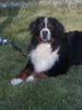 Berner Sennenhund Foto: Sebastian (ID 4151) Berner Sennenhund Hund