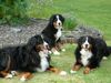 Berner Sennenhund Foto: Basti, Cäsar und Gabi (ID 23188) Berner Sennenhund Hund
