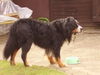 Berner Sennenhund Foto: Mein Hund Beethoven! Leider vor ner Woche verstorben! Er wurde 10 Jahre alt. (ID 39445) Berner Sennenhund Hund