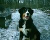 Berner Sennenhund Foto: Bella 10 Monate (ID 6175) Berner Sennenhund Hund