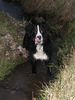 Berner Sennenhund Foto: Ben in seinem Element (ID 7589) Berner Sennenhund Hund