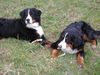 Berner Sennenhund Foto: Ben und Maja zusammen auf ihrer Spielwiese (ID 9081) Berner Sennenhund Hund