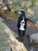 Berner Sennenhund Foto: Ben Bach die zweite! (ID 10146) Berner Sennenhund Hund