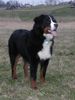 Berner Sennenhund Foto: Ben auf seiner Spielwiese (ID 9080) Berner Sennenhund Hund