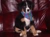 Berner Sennenhund Foto: Am Foto ist Benka. SIe kommt aus Slowenien und hat 4 Monate (ID 19472) Berner Sennenhund Hund