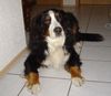 Berner Sennenhund Foto (ID 15223) Berner Sennenhund Hund