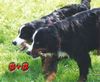 Berner Sennenhund Foto: Der Bernersennenhund (ID 3900) Berner Sennenhund Hund