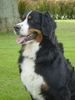 Berner Sennenhund Foto: Das ist Bienchen (ID 18160) Berner Sennenhund Hund