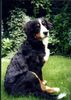 Berner Sennenhund Foto: Das ist Bienchen (ID 6405) Berner Sennenhund Hund