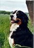 Berner Sennenhund Foto: Das ist Bienchen (ID 6298) Berner Sennenhund Hund
