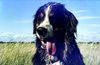 Berner Sennenhund Foto: Bienchens Badeurlaub (ID 6316) Berner Sennenhund Hund