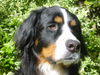 Berner Sennenhund Foto: Das ist meine süsse Biene (ID 25258) Berner Sennenhund Hund