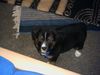 Berner Sennenhund Foto: Unser Kleiner Bernersenner Rocky mit 7 wochen (ID 17880) Berner Sennenhund Hund