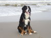 Berner Sennenhund Foto: Miro im Urlaub (ID 26946) Berner Sennenhund Hund