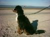 Berner Sennenhund Foto: Unser Sammy, 1 Jahr alt (ID 6642) Berner Sennenhund Hund
