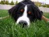 Berner Sennenhund Foto: kuckuck (ID 26947) Berner Sennenhund Hund