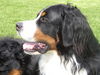 Berner Sennenhund Foto (ID 26926) Berner Sennenhund Hund