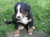 Berner Sennenhund Foto (ID 39594) Berner Sennenhund Hund