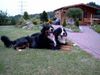 Berner Sennenhund Foto: Joe(20 Monate) und Max(3 Jahre) alt (ID 4640) Berner Sennenhund Hund