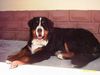 Berner Sennenhund Foto: Berner vom Talhof (ID 23046) Berner Sennenhund Hund