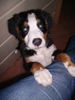 Berner Sennenhund Foto: Wir sind so stolz auf unserem Süßen Sam (ID 40448) Berner Sennenhund Hund