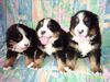 Berner Sennenhund Foto: Berner vom Talhof (ID 23047) Berner Sennenhund Hund