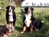 Berner Sennenhund Foto: Bonni v. Ameisberg Hexe-Ambra v. Ameisberg u. Zenta v. Münichstal (ID 1045) Berner Sennenhund Hund