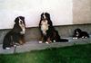 Berner Sennenhund Foto: Angelo & Bonita (ID 741) Berner Sennenhund Hund