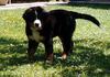 Berner Sennenhund Foto: Bonnita (ID 744) Berner Sennenhund Hund