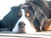 Berner Sennenhund Foto: Ein sonniger Spätsommertag in Schweden (ID 15430) Berner Sennenhund Hund
