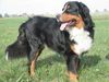 Berner Sennenhund Foto: Borys Bernitus (ID 4677) Berner Sennenhund Hund