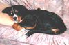 Berner Sennenhund Foto: Bruno mit 6 Monaten (ID 23991) Berner Sennenhund Hund