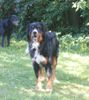 Berner Sennenhund Foto: Bruno mit 14 Monaten (ID 23992) Berner Sennenhund Hund