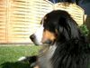 Berner Sennenhund Foto: Max nach der Dusche... (ID 5618) Berner Sennenhund Hund