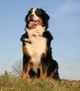 Berner Sennenhund Hund