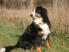 Berner Sennenhund Foto: Wo bleibt denn schon wieder meine Freundin!? (ID 6863) Berner Sennenhund Hund