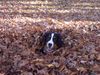 Berner Sennenhund Foto: Kayo 6 Monate alt (ID 26378) Berner Sennenhund Hund