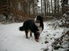Berner Sennenhund Foto: Waldmeister Max (ID 7921) Berner Sennenhund Hund