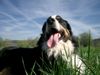 Berner Sennenhund Hund