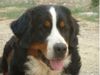 Berner Sennenhund Foto (ID 7177) Berner Sennenhund Hund
